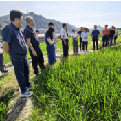 深耕田间赋能提质 湖南农业大学专家服务团为大湘西特色产业“把脉开方”