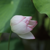 桂阳县:荷花盛开 美在当“夏”
