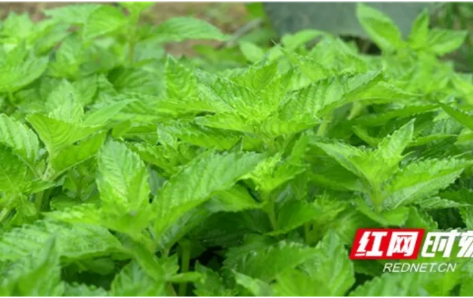 凤凰县黄罗寨村：百亩“仙草”试种 铺就乡村振兴致富路