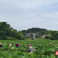 资兴市:香芋管护促丰收