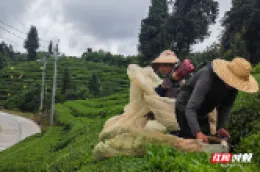 风雨过后万象新 产业复产启新程——石门县南北镇多点发力筑牢乡村振兴产业根基