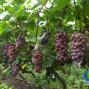 蓝山:夏黑葡萄甜蜜抢“鲜”上市