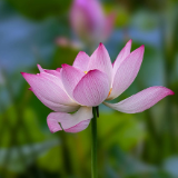 刘国瑛：二十四节气丛谈•小暑