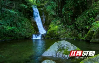 神秘湘西爽一夏丨今夏，到小溪原始林区酣醉吧