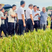 农户深入田间“看禾选种” 长沙探索科技增粮新路径