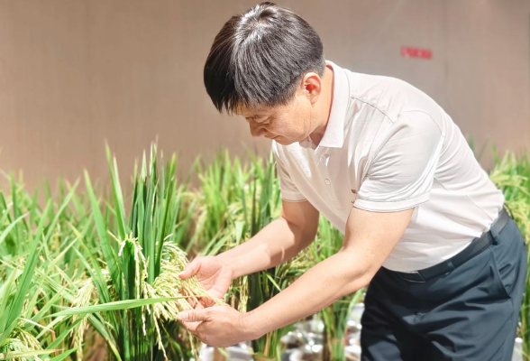 攀高②丨给杂交水稻“瘦身”，给产量“增重”