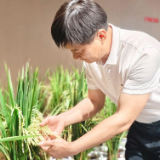 攀高②丨给杂交水稻“瘦身”,给产量“增重”