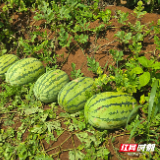 桂阳县：6000亩方元西瓜喜丰收 甜蜜产业铺就乡村振兴路