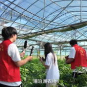 椒香正浓，助农正忙——湘大学子走进安丰乡开展公益助农直播