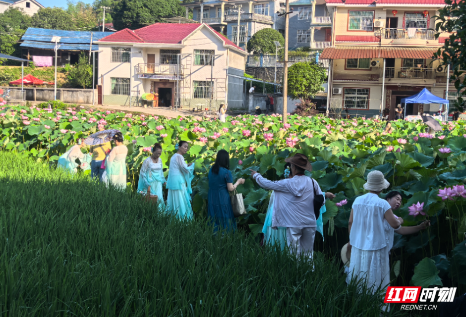 随笔丨荷遇鹤城·夏约凤坪