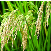 水稻为啥不爱华北爱东北？