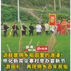 视频丨新晃伞寨尝新节，村民“游田”表达对土地的感恩和对丰收的美好期盼