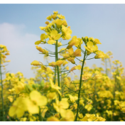 一图读懂《油菜籽》国家标准变化