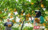 永州税务：合规护企“压舱石” 铺就产业振兴路