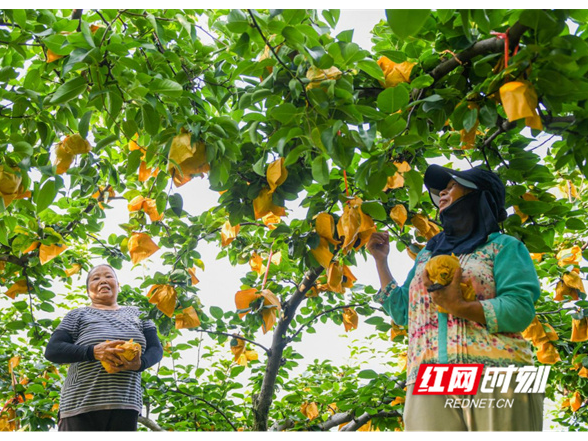 永州税务：合规护企“压舱石” 铺就产业振兴路