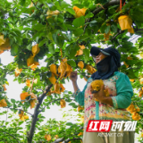 永州税务:合规护企“压舱石” 铺就产业振兴路