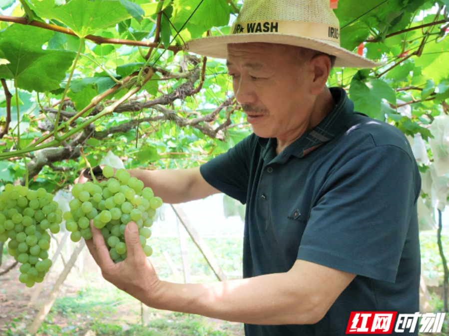 桂阳县:盛夏葡萄迎丰收 甜蜜经济促振兴