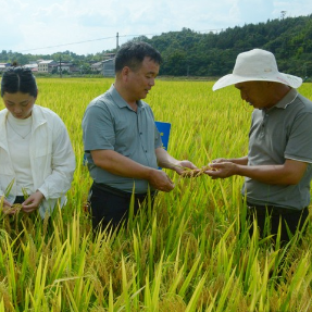 安仁县红岩村6名村干部 “三招”种出丰收粮