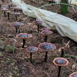 汝城县：林下种灵芝 撑开“致富伞”