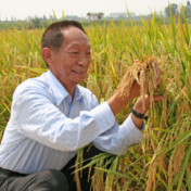 袁隆平的战略构想从蓝图变为现实——一系法杂交水稻研究获里程碑式突破