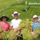 同题共答·粮安中国丨智耕沃野 鼎力湖湘——洞庭粮仓的丰产密码