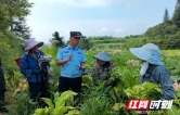 烤烟田边的“藏蓝守护”——古丈县断龙山镇派出所民警包村警务护航烤烟产业发展