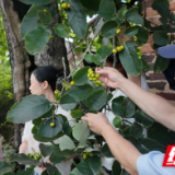 百年空心古树岁岁挂果 衡南深挖土枇杷种质资源赋能特色产业