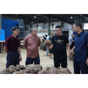 靖州茯苓全产业链赋能特色产业提质增效