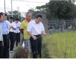 永州丨刘厚赴零陵区督导调研粮食安全和晚稻生产工作