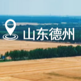 同题共答·粮安中国丨“吨半粮”高产创建的“德州经验” 让“齐鲁粮仓”满当当