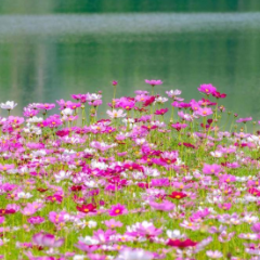 芙蓉·散文丨冯艺：紫水海棠两苍茫