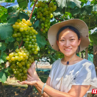 酃湖葡萄:衡阳人的夏日限定甜