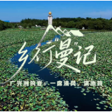 乡行“曼”记丨微视频·广兴洲的夏：一席清风，满池荷
