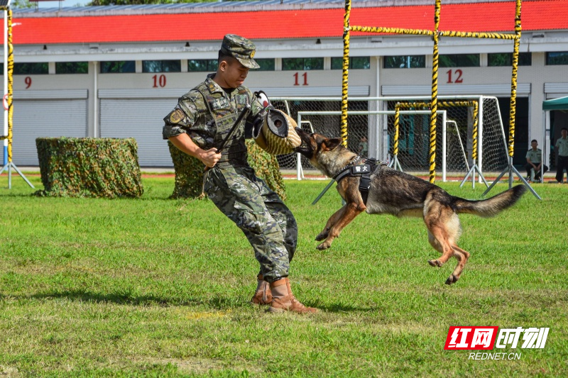 6.警犬表演_副本.jpg 6.警犬表演_副本.jpg