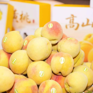 “长寿圣果”麻阳黄桃“出摊”长沙黄兴广场 市民游客争相尝鲜
