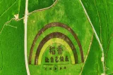 视频丨桂东：风吹稻香浓