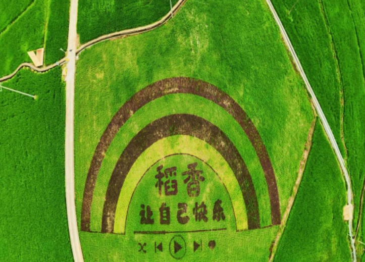 视频丨桂东：风吹稻香浓