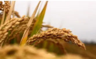 永州市粮食收购工作调度电视电话会议召开