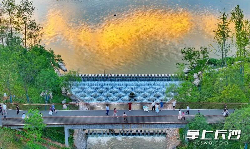 除了景观休闲功能,济川河湿地还具备防洪调蓄的用途。长沙晚报通讯员 彭红霞 摄 除了景观休闲功能,济川河湿地还具备防洪调蓄的用途。长沙晚报通讯员 彭红霞 摄