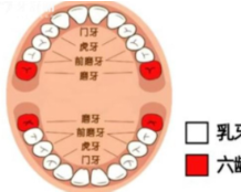 健康科普 | 六龄齿——“终身不换”的恒牙