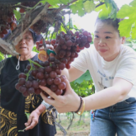 衡阳县:葡萄成熟结硕果 采摘经济富乡村