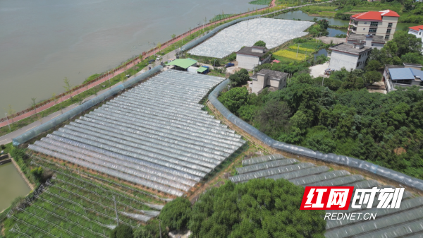 老山湾葡萄-1.bmp 老山湾葡萄-1.bmp