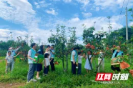 桃源县牛车河镇：种下阅读种子 采摘成长果实