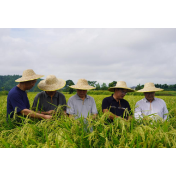 靖州戈村“双考”现场:机器对人工,制种大户田间当“考官”