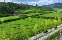 长沙银行深耕湘茶产业链，以金融“活水”赋能乡村振兴