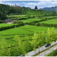 长沙银行深耕湘茶产业链，以金融“活水”赋能乡村振兴