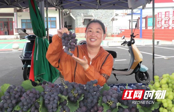 葡萄串起振兴路 葡萄节拓宽致富门