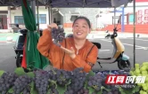 吉首市张排村：葡萄串起振兴路 葡萄节拓宽致富门