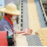 试点“支付即开票” 破解夏粮收购开票难问题