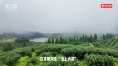 视频丨炎陵云上大院等你来赴一场云端茶旅